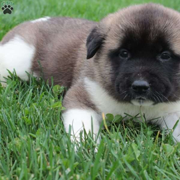 AKC Bruno, Akita Puppy